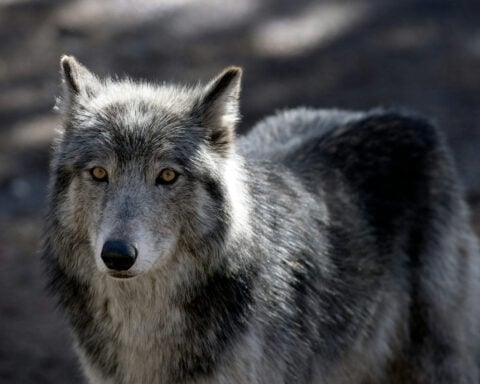 Americans generally like wolves − except when we’re reminded of our politics