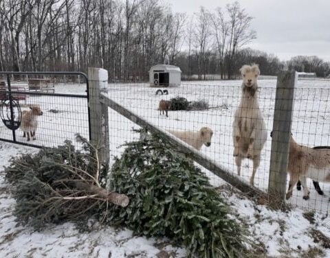 These goats will happily take your Christmas tree
