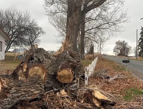 Twin Falls boy struck by tree still recovering in Boise