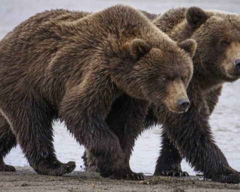 How facial recognition for bears can help ecologists manage wildlife