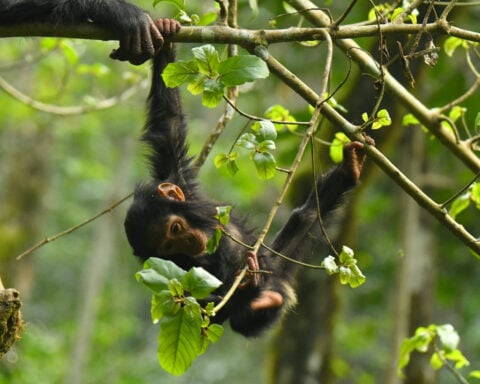 Risks young chimps take as they swing through the trees underscore role of protective parenting in humans