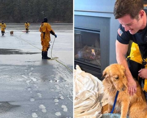 Golden retriever rescued from icy waters by firefighters