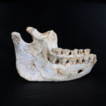 Fossils unearthed in Morocco are first from little-understood period of human evolution