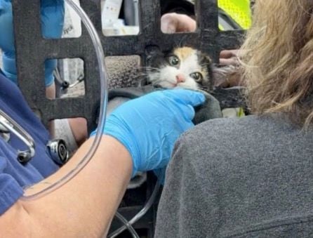 Firefighters, animal hospital save kitten trapped in metal sewer grate