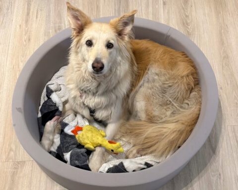 Rescuers use drone technology to find dog that escaped along New Jersey Turnpike