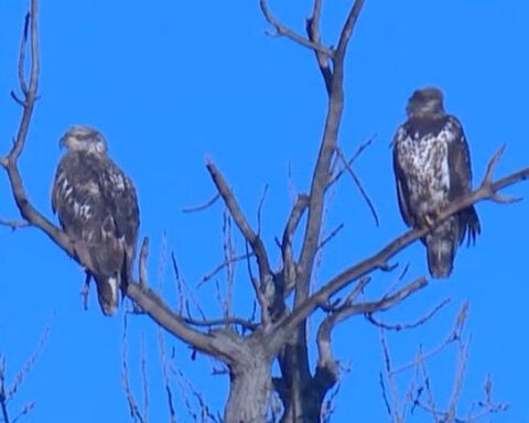 More than 1,000 bald eagles converge at wildlife refuge just north of Kansas City