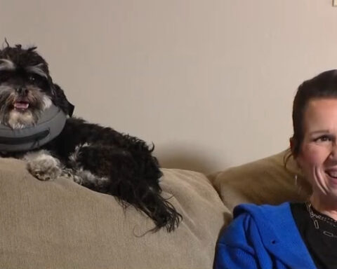 Postal worker puts NFL rivalry aside to save dog wearing Mahomes jersey