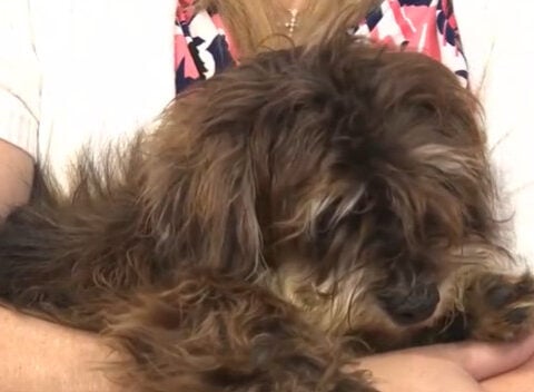 17 Yorkies found as a result of missing person case turned death investigation