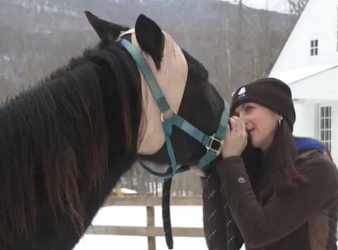 Rescued horses recover in Dorset after several were found stuck in their stalls
