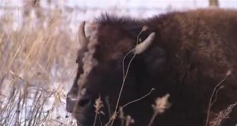 Bison return to Illinois prairies after nearly 200 years