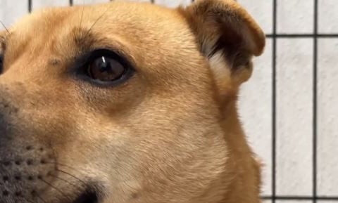 Stray dog mysteriously visits same grave daily at cemetery
