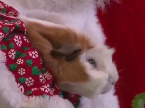 Anonymous couple donates $100,000 to Santa Fe Animal Shelter