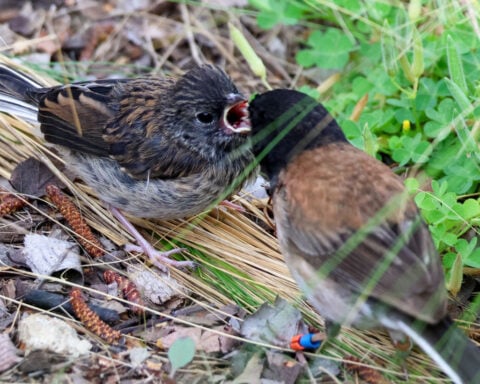 Birds at a college changed beak shapes during the pandemic. It might be a case of rapid evolution