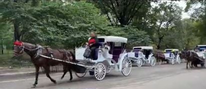 Carriage horse runs into traffic, hits multiple vehicles
