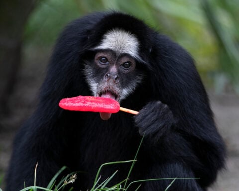 Rio de Janeiro zoo animals are treated to popsicles as the city faces scorching summer weather