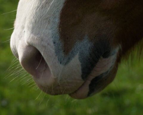 Horses really can smell our fear, new study finds