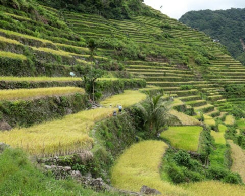 How mountain terraces have helped Indigenous peoples live with climate uncertainty