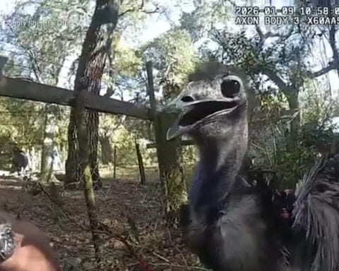 Viral bodycam video captures deputy wrangling large, runaway bird: "I've never handcuffed an emu"