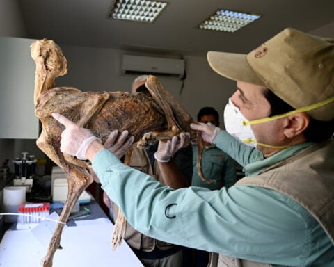 Mummified cheetahs found in Saudi caves shed light on lost populations