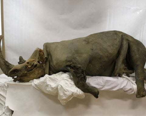 Prehistoric wolf’s gut frozen in time reveals an ice age giant