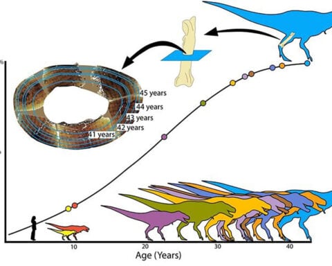 Fossil analysis changes what paleontologists know about how long T. rex took to grow full size