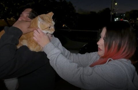 Good Samaritans help save stray cat shot with crossbow