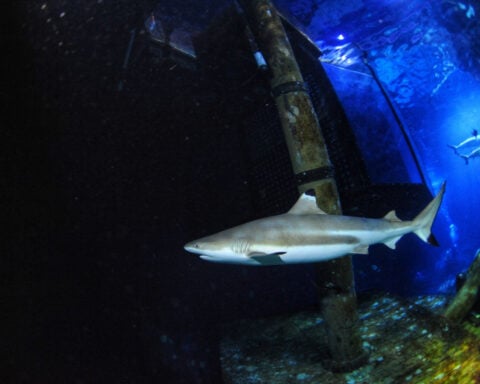 Sharks are famous for fearsome teeth, but ocean acidification could make them weaker