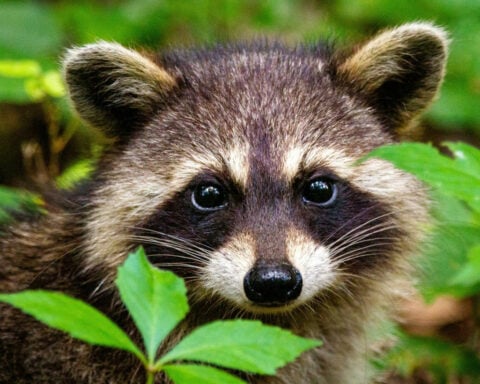 Raccoons break into liquor stores, scale skyscrapers and pick locks – studying their clever brains can clarify human intelligence, too