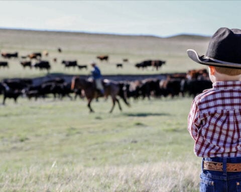 Colorado ranchers and consumers can team up to make beef supply chains more sustainable