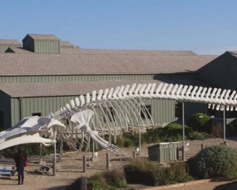 Community unites to sustainably restore Santa Cruz's iconic blue whale skeleton
