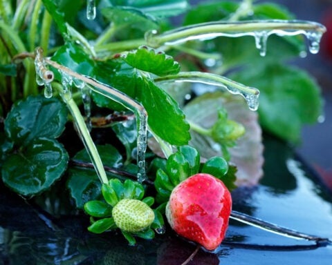 Warming shelters for the homeless are open as Florida experiences its coldest weather this winter