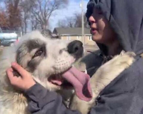 'Banks,' a dog pulled from the muddy Iowa River, may soon have a new home