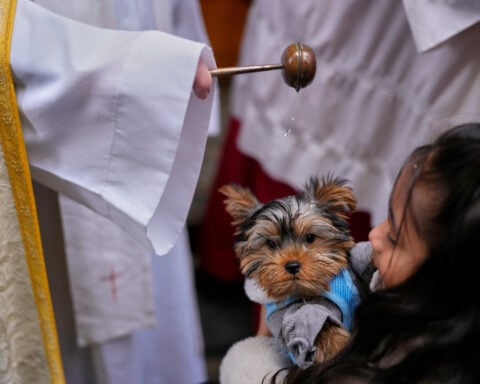 Horses leap through flames and pets go to church in Spanish animal rituals honoring St Anthony