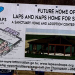 Senior cats find hope as sanctuary plans take shape