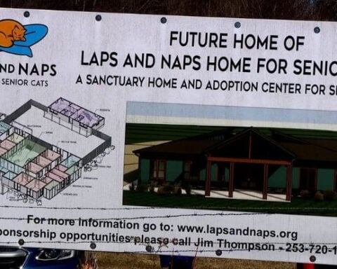 Senior cats find hope as sanctuary plans take shape