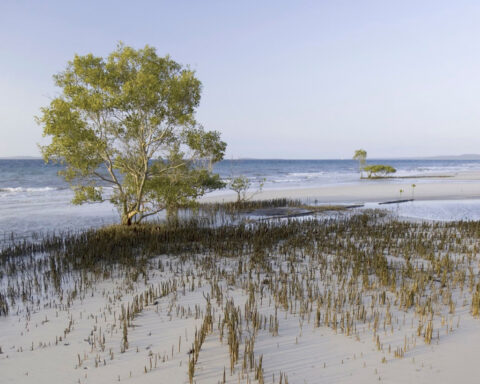 Body of Canadian woman, 19, found surrounded by dingoes on Australian island