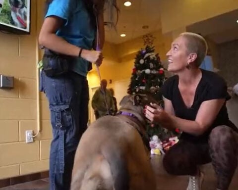 Woman fosters more than a dozen dogs to help with adoptions