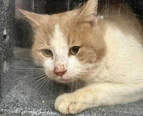 Cat stuck on top of a building with a Doritos bag on his head named 'Battalion Chief Dorito' after rescue