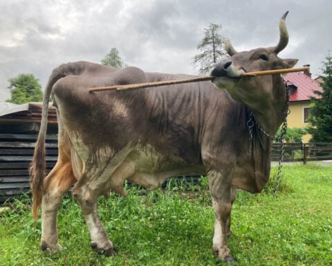 Video shows cow using a brush to scratch its back in first described case of tool use in cattle