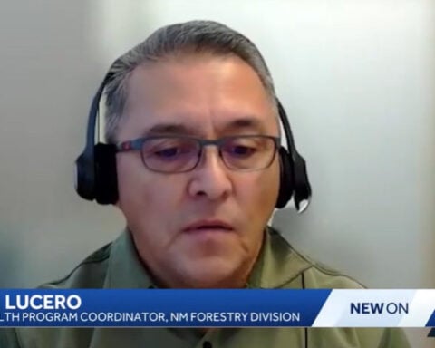 New Mexico sees alarming rise in tree die-off due to warm weather and insects