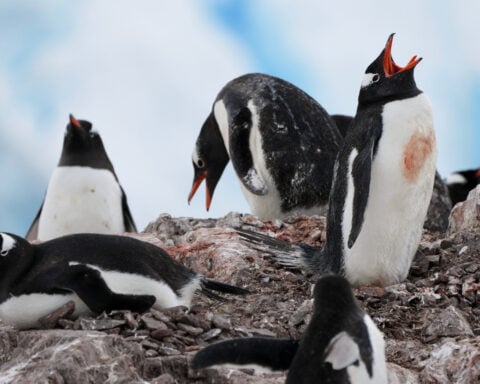 Researchers find Antarctic penguin breeding is heating up sooner, and that's a problem