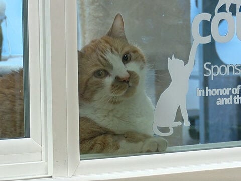 Utah organizations step in as deportations separate families from pets