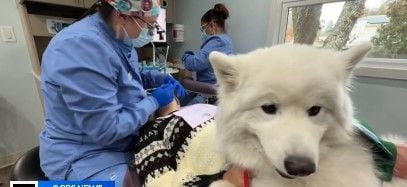 Dentist's therapy dog eases patients' anxiousness