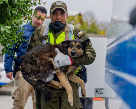 As fires in Chile burn, a mobile clinic fights to save furry survivors