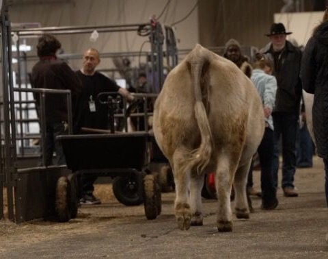 From poop to potting soil: Stock Show turns animal bedding into compost