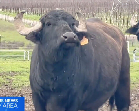 Bay Area water buffalo cheese business owner trying to secure permanent home for herd