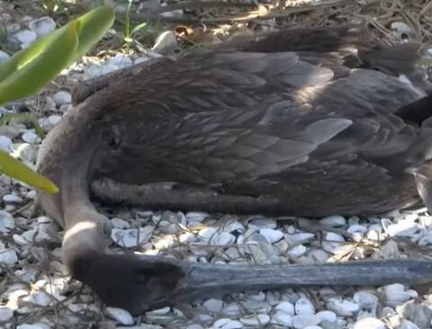 Multiple pelicans found dead at Matlacha park, FWC begins investigation