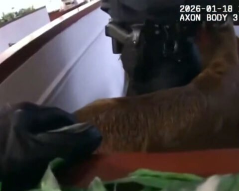 Video shows deer running loose in bank after crashing through window