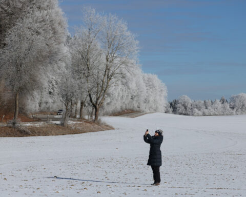 What are ‘exploding trees’? The winter phenomenon may not be what you think