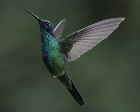 An ancient forest in Ecuador is the last stand for a tiny hummingbird facing extinction